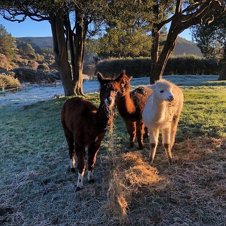 Narrow Neck Creek Farmstay And B&B Upper Hutt Exterior foto