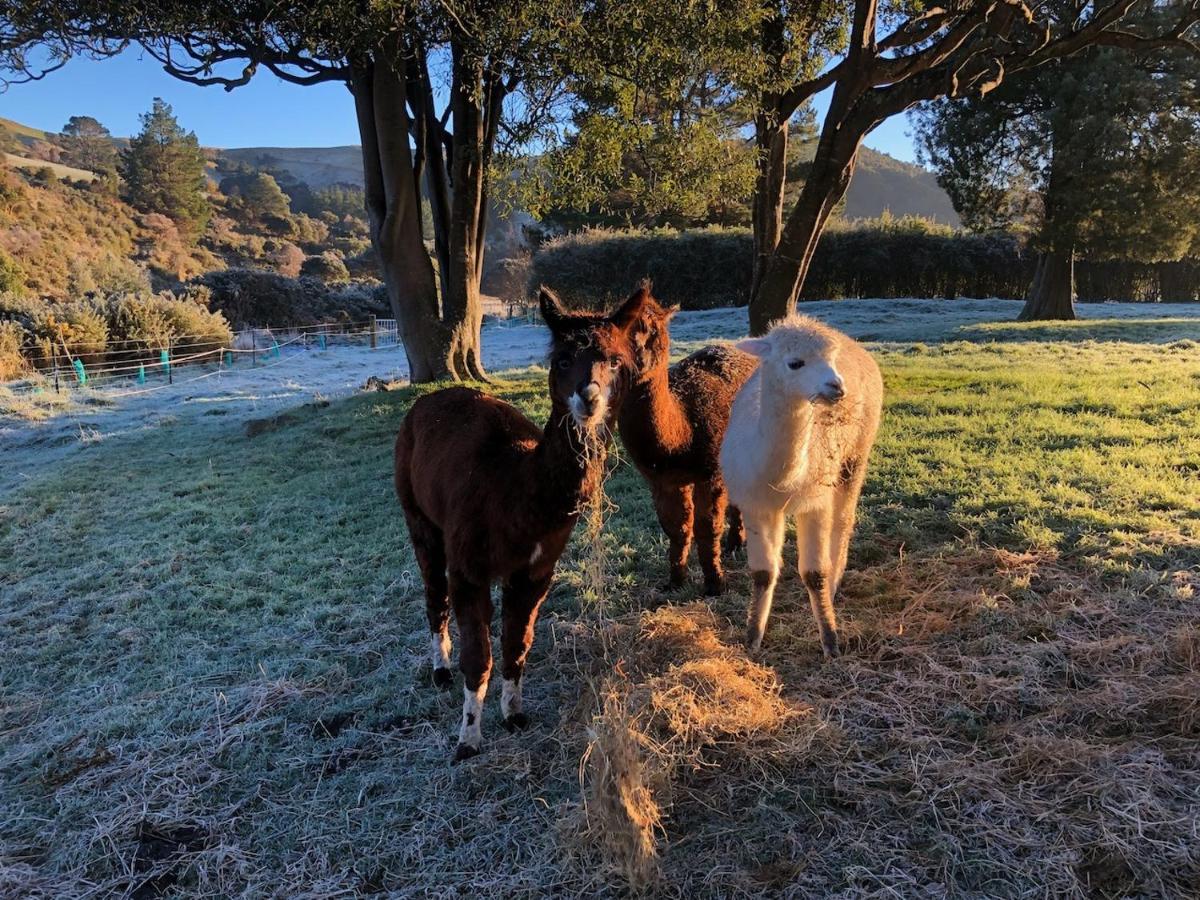 Narrow Neck Creek Farmstay And B&B Upper Hutt Exterior foto